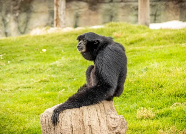 Ein Schwarzer Affe Sitzt Auf Einem Stück Holz Umgeben Von — Stockfoto