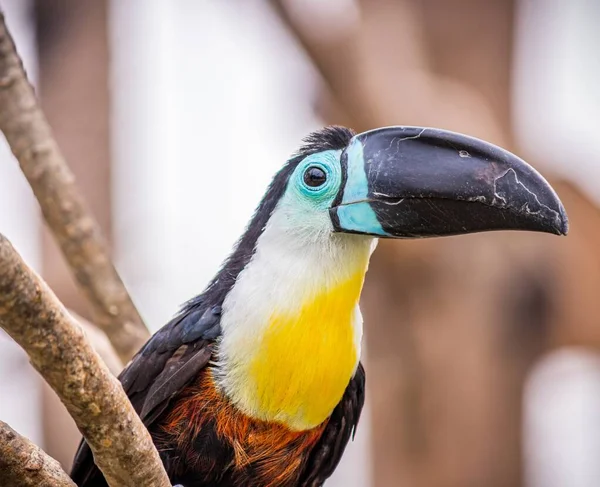 Tucano Amarelo Branco Preto Azul Com Bico Longo Galho Árvore — Fotografia de Stock