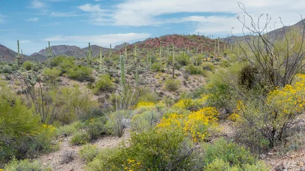 Piękna Sceneria Różnych Kaktusów Dzikich Kwiatów Pustyni Sonoran Poza Tucson — Zdjęcie stockowe