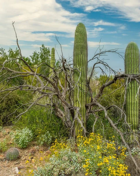 Hermoso Paisaje Diferentes Cactus Flores Silvestres Desierto Sonora Fuera Tucson —  Fotos de Stock