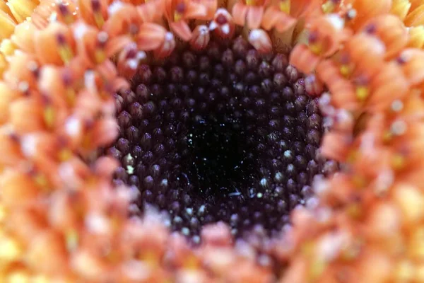 Closeup Selective Focus Shot Orange Blooming Flower Perfect Background — Stock Photo, Image