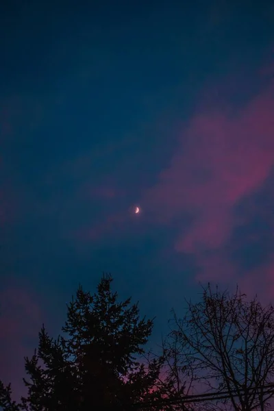 Plano Vertical Bajo Ángulo Árboles Bajo Luna Cielo Nocturno — Foto de Stock