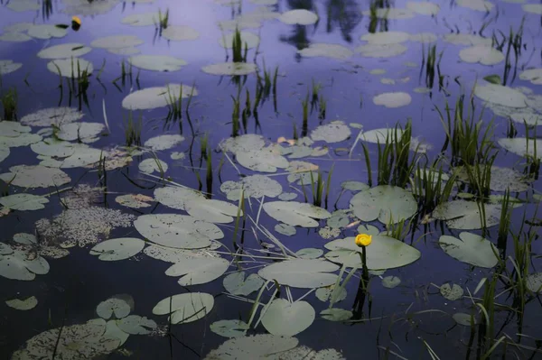 Uma Única Flor Amarela Crescendo Uma Lagoa — Fotografia de Stock