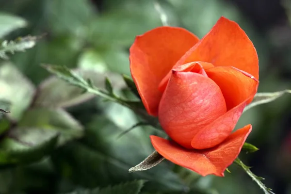 Zbliżenie Selektywny Strzał Ostrości Pomarańczowy Biały Kwiat Zielenią Tle — Zdjęcie stockowe