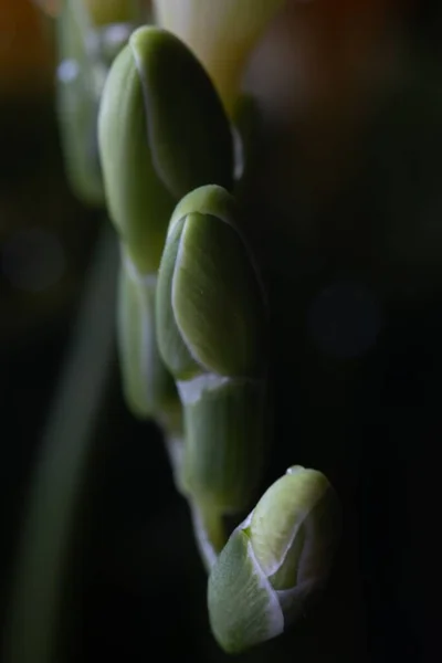 Bulanık Arkaplanı Olan Çiçek Tomurcuklarının Dikey Yakın Çekimi — Stok fotoğraf