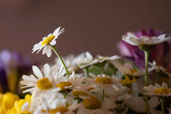 Płytkie Ujęcie Ostrości Bukietu Kwiatów Rumianku Zamazanym Tłem — Zdjęcie stockowe