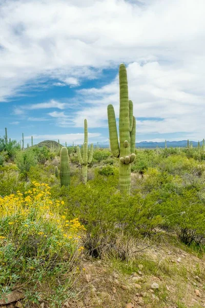 Hermoso Paisaje Diferentes Cactus Flores Silvestres Desierto Sonora Fuera Tucson —  Fotos de Stock