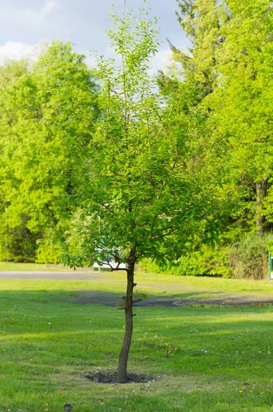 Ein Garten Mit Bäumen Und Einem Grünen Rasen Tagsüber — Stockfoto