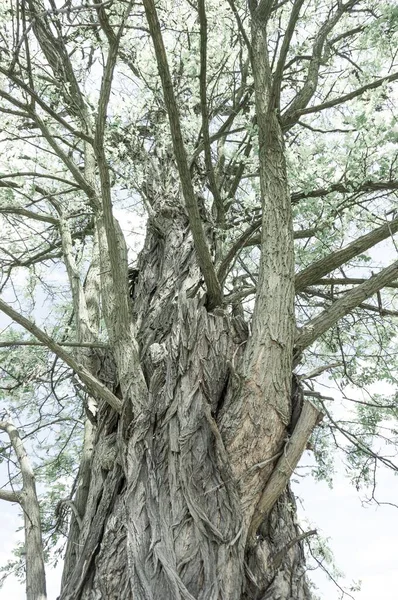 Eine Nahaufnahme Eines Alten Baumes Mit Kahlen Ästen Und Dem — Stockfoto