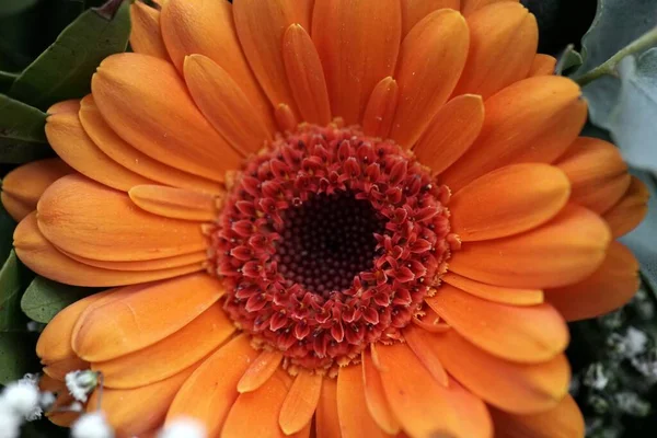 ปโฟก สแบบใกล ดของดอกไม ยวบนพ นหล — ภาพถ่ายสต็อก