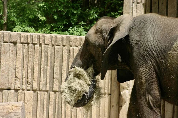 Slon Pojídající Seno Zoo Dřevěným Plotem — Stock fotografie