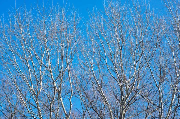 Eine Schöne Aufnahme Von Blattlosen Bäumen Mit Blauem Himmel Hintergrund — Stockfoto