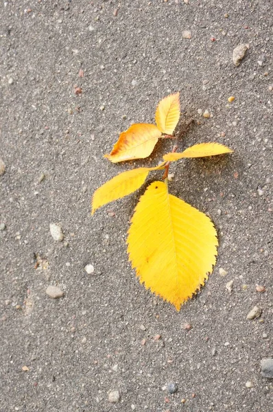 地面に黄色の乾燥葉の垂直ショット — ストック写真