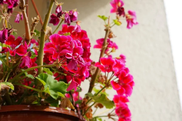 Primer Plano Una Flor Con Pétalos Rosados —  Fotos de Stock