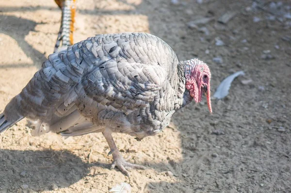 닭장에 칠면조의 클로즈업 — 스톡 사진