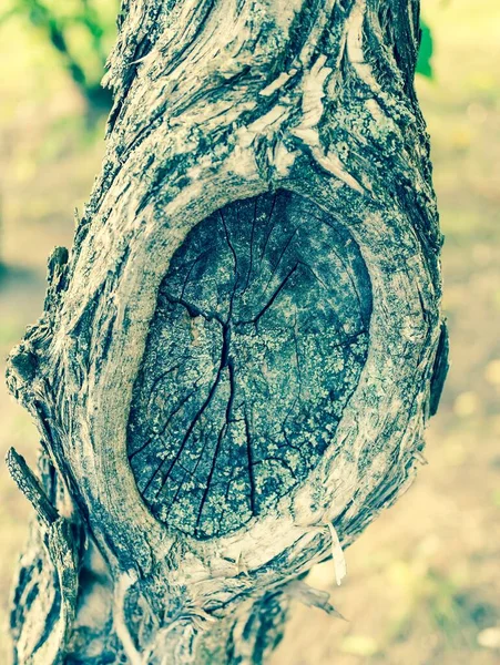 Tiro Vertical Modelo Redondo Uma Casca Árvore — Fotografia de Stock