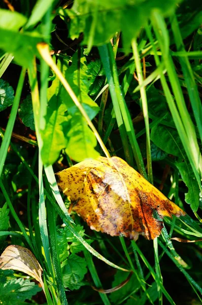 Gros Plan Vertical Une Feuille Jaune Tombée Sur Herbe Verte — Photo