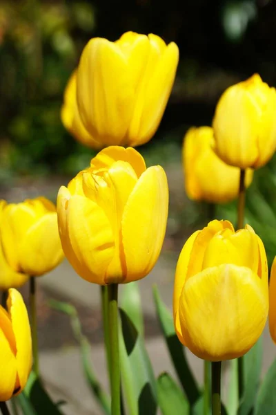 Colpo Verticale Tulipani Gialli Uno Accanto All Altro — Foto Stock