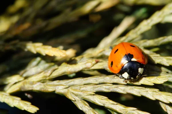 Selective Focus Shot Ladybug Sitting Tree Leaves — Stock Photo, Image