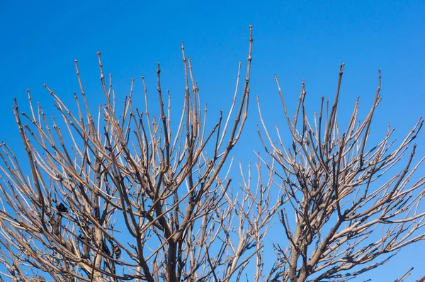 Tiro Close Galhos Árvores Nuas Contra Céu Azul Claro — Fotografia de Stock