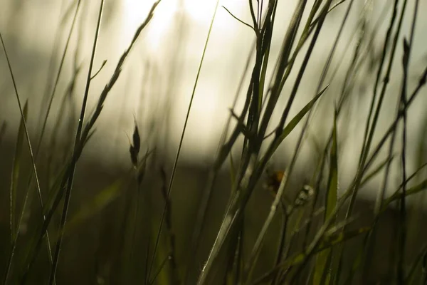 Closeup Shot Green Grass Blurred Background — ストック写真