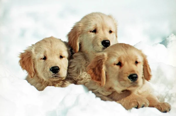 Grund Fokusbild Tre Golden Retriever Valpar Vilar Snön Med Suddig — Stockfoto