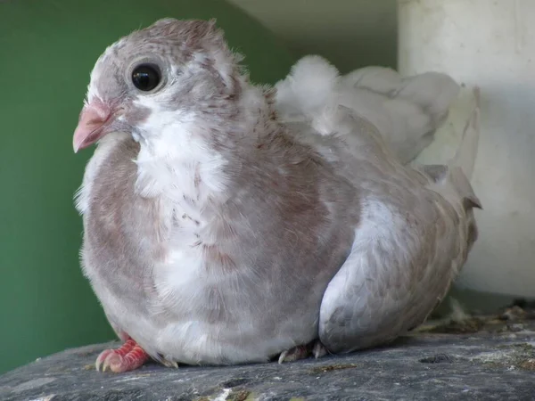 Plan Rapproché Pigeon Majorque Perché Sur Une Surface Béton — Photo