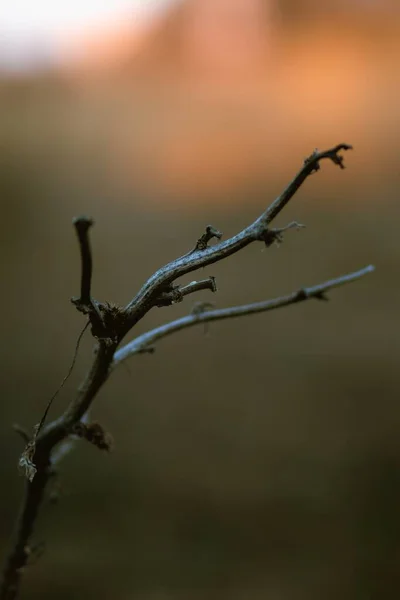 Selective Focus Shot Bare Branch Tree Perfect Background — Stock Photo, Image