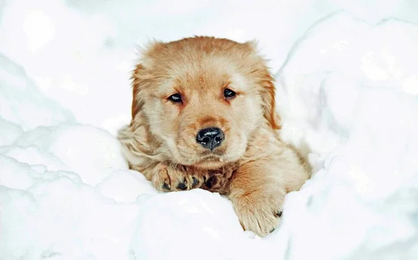 Primer Plano Lindo Cachorro Golden Retriever Descansando Nieve Con Fondo —  Fotos de Stock