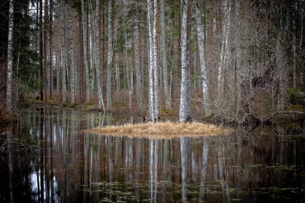 Ormanda Gündüz Vakti Suya Yansıyan Ağaçlarla Dolu Bir Gölet Arka — Stok fotoğraf