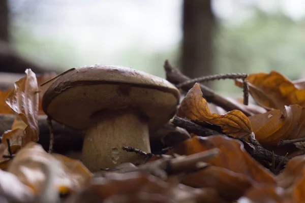 Detailní Selektivní Záběr Houby Obklopené Podzimními Listy — Stock fotografie