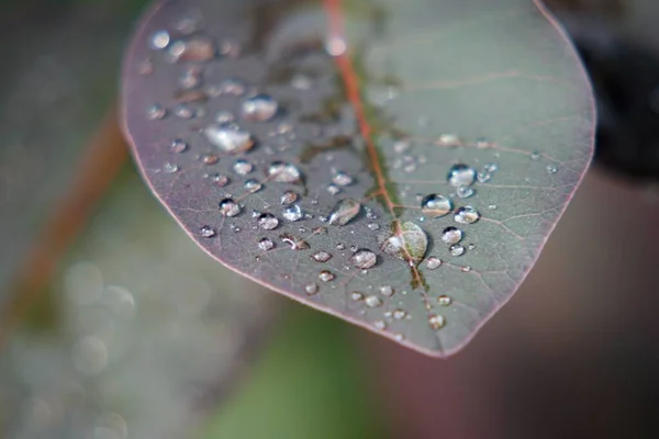Closeup Shot Leaves Covered Dewdrops Blurred Background — 스톡 사진