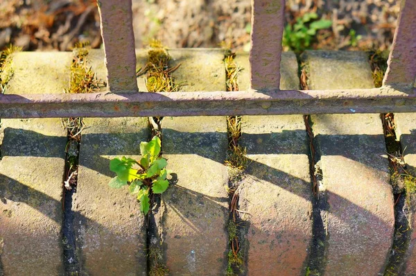 Närbild Växt Som Växer Mitten Tegelstenar — Stockfoto