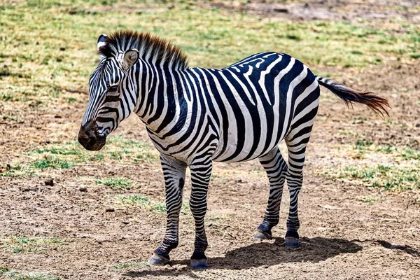 Uma Zebra Prado Cercado Por Vegetação Sob Luz Sol Com — Fotografia de Stock