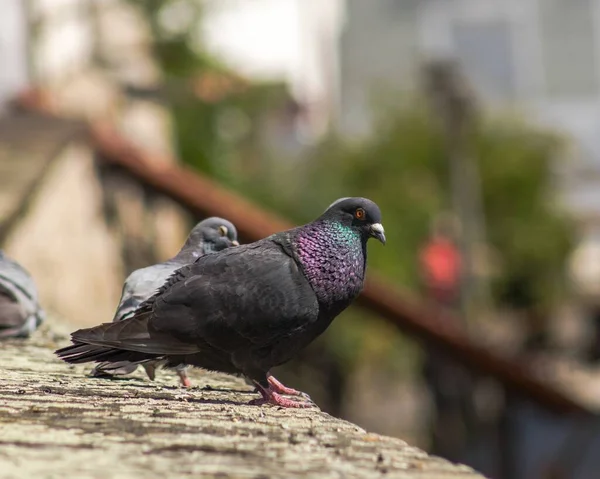 Une Mise Point Sélective Pigeons — Photo