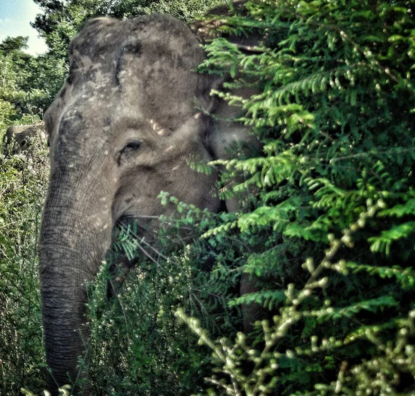 Gros Plan Éléphant Dans Parc National Udawalawe Sri Lanka — Photo