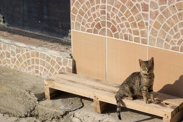 Кошка Загорает Городе Тбилиси Грузия — стоковое фото