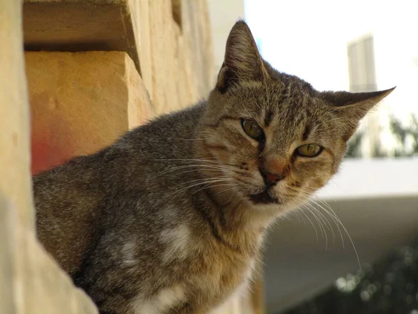 Close Gato Selvagem Cinza Olhando Para Câmera — Fotografia de Stock