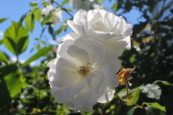 Zbliżenie Ujęcie Pięknego Białego Kwitnącego Wiśni Rozmytym Tle — Zdjęcie stockowe