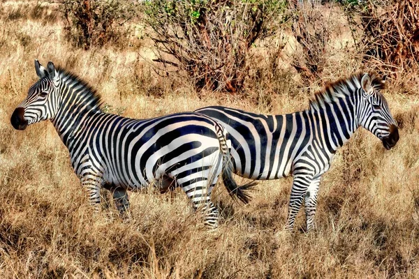 Zwei Zebras Auf Einem Feld Das Tagsüber Unter Der Sonne — Stockfoto