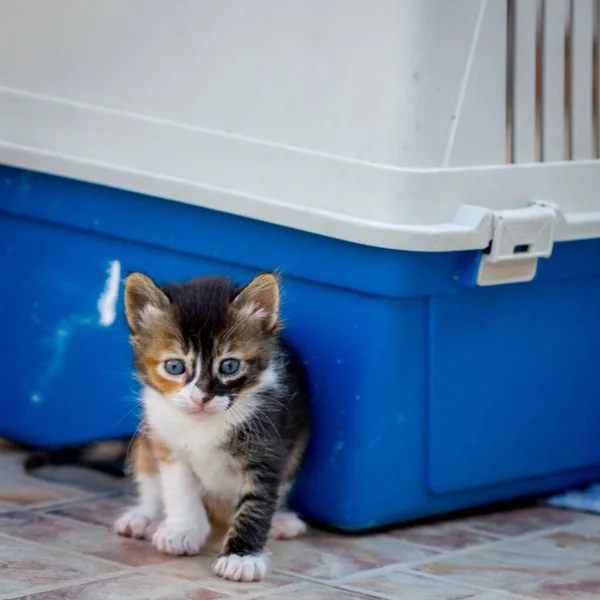 Shallow Focus Shot Curious Kitten Sitting Floor Tiles Blurred Background — Stock Photo, Image