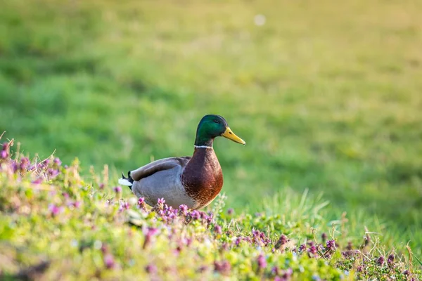 Μια Mallard Που Περιβάλλεται Από Λουλούδια Και Πράσινο Ένα Πεδίο — Φωτογραφία Αρχείου