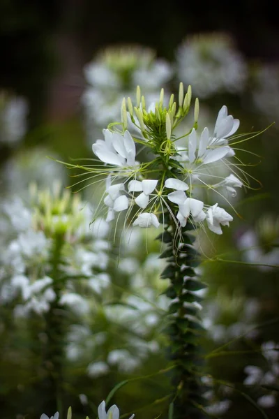 Beau Cliché Des Fleurs Blanches Lys Dans Jardin Parfait Pour — Photo