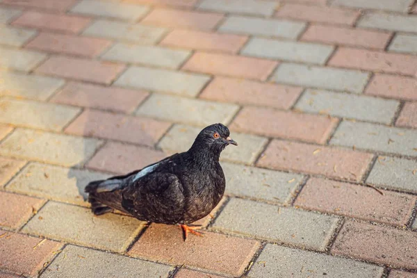 Beautiful Shot Black Dove Walking Street — Stock Photo, Image