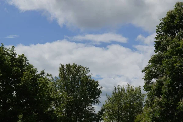 Bel Colpo Alberi Verdi Con Cielo Azzurro Nuvoloso Sullo Sfondo — Foto Stock