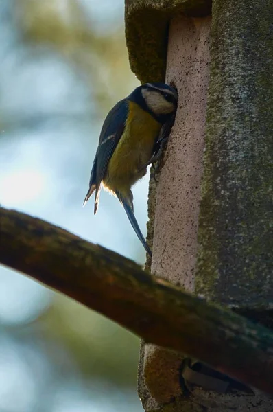 Primer Plano Pájaro Robbin Azul Amarillo Una Casa Pájaros — Foto de Stock