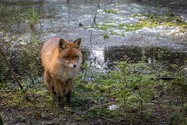 Lis Otoczony Trawą Wodą Lesie Pod Słońcem Rozmazanym Tłem — Zdjęcie stockowe