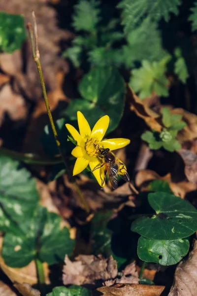 自然の公園で蜂と早春の花のクローズアップショット Maksimir ザグレブ クロアチア — ストック写真