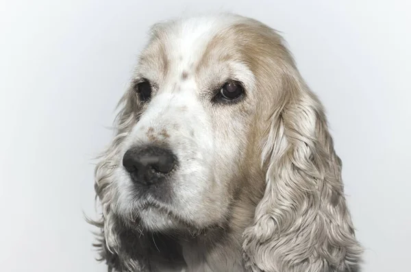 Een Closeup Shot Van Een Headshot Van Een Schattige Cocker — Stockfoto