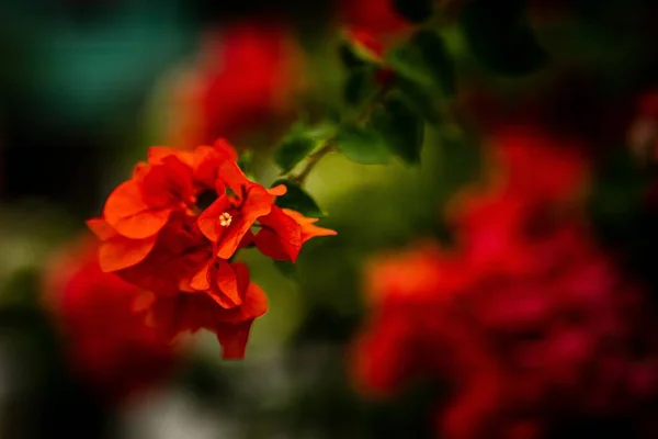 Eine Selektive Fokusaufnahme Eines Straußes Roter Blumen Mit Verschwommenem Hintergrund — Stockfoto